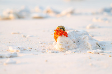Hermit crab on beach