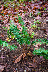 Replanting with native plants after invasive plant removal, Wilburton Hill Park, Bellevue, Washington State