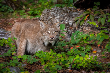 Canadian Lynx looking straight ahead while stalking in a green wooded forest.
