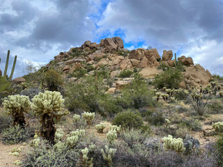 Fototapeta na wymiar Saguaros and Cholla cactus with mountain background with hazy cloudy sky. Arizona desert landscapes, United States