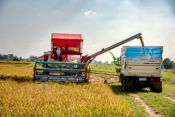 Harvesting rice from rice farmers in Thailand