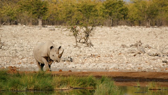 Black Rhino at Rietfontein