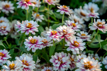 Beautiful white-purple chrysanthemum in the garden