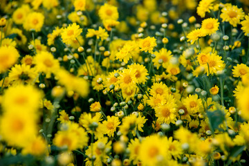 Yellow Chrysanthemum field,Beautiful yellow Chrysanthemum flower in field for background