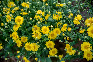 Yellow Chrysanthemum field,Beautiful yellow Chrysanthemum flower in field for background