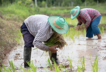 farmers planting rice plants in rice paddy, Northern Thailand.