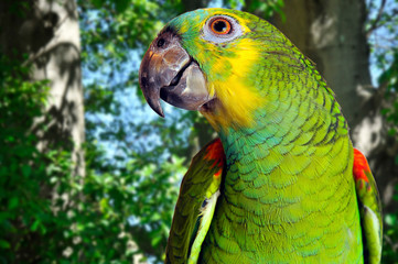 parrot