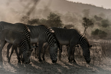 Obraz na płótnie Canvas 3 Grevy's zebras eating in Samburu National Park, Kenya