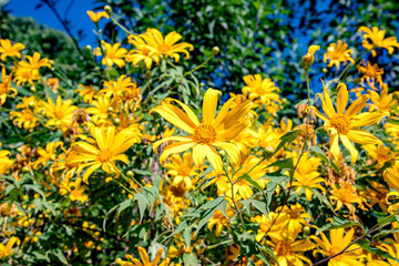 Tree Marigold,Beautiful Buatong / Mexican Sunflower Field  Mae Kam Head, Mae Chan District, Chiang Rai Province 17/11/2019