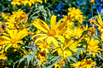 Tree Marigold,Beautiful Buatong / Mexican Sunflower Field  Mae Kam Head, Mae Chan District, Chiang Rai Province 17/11/2019