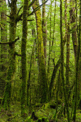 ニュージーランド　フィヨルドランド国立公園のビーチフォレスト