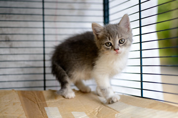 Kitten in a cage in a cat shelter