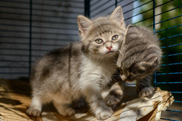Two kittens in a cage in a cat shelter