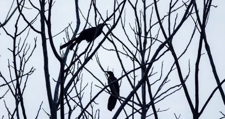 Ave en invierno
