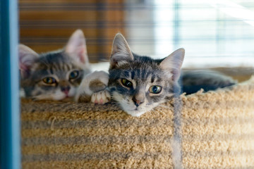 Two cats in a cage in a cat shelter