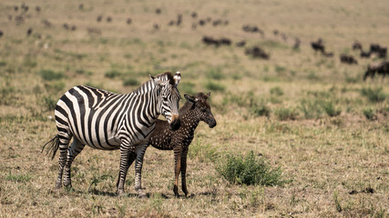 Tira the spotted zebra with his mom © Jennifer