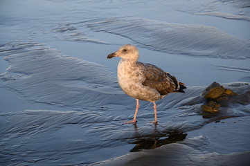 Gull standing in the water of a receding wave at the beach, Copalis Beach, Ocean Shores, Washington State