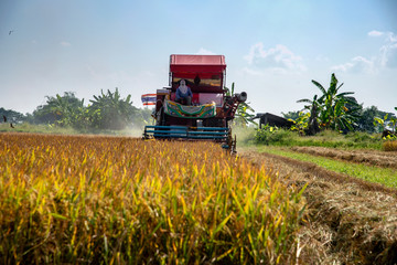 Obraz premium Harvesting rice from rice farmers in Thailand