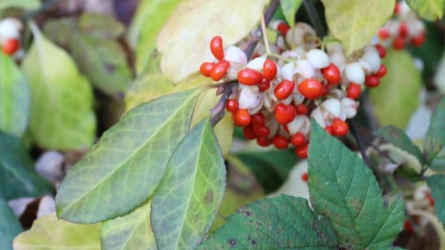 Japanese fortune's spindle euonymus plant branch with red white berries yellow leaves