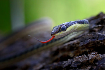 dendrelaphis pictus, painted bronzeback snake, tree snakes