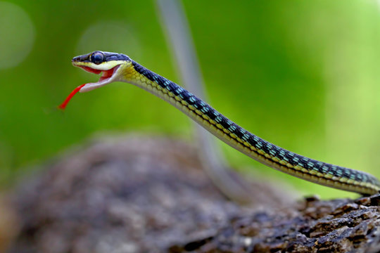 dendrelaphis pictus, painted bronzeback snake, tree snakes