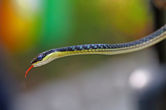 dendrelaphis pictus, painted bronzeback snake, tree snakes