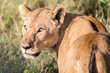 Lioness looking at the camera