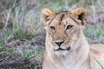 Obraz na płótnie Canvas Lioness closeup