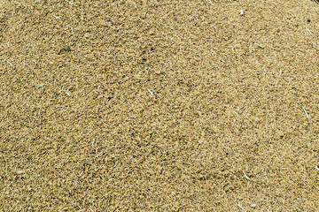 Paddy rice in Thailand,background, Sticky Rice Paddy.