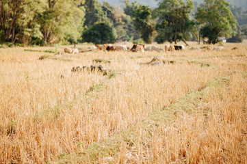 Fields with straw and rocks