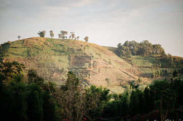 The mountain is full of green trees But is a small tree