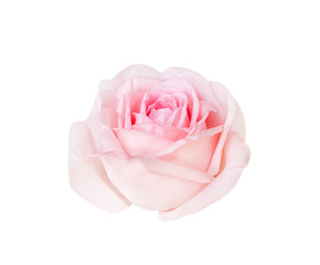 Pink rose flowers fresh sweet petal patterns closeup isolated on white background , clipping path