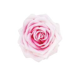Pink rose flowers top view fresh sweet petal patterns isolated on white background , clipping path