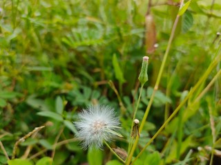 dandelion in grass