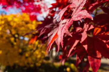 Maple leaves in autumn with blurred background, from Shirakawa-go, Gifu Prefecture, Japan. Soft focus.