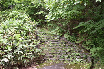 Obraz premium 森 石階段