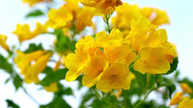 Yellow trumpet-flower or Tecoma stans in the garden with sky background