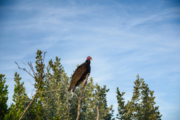 Large Brown Turkey Vulture Cuba
