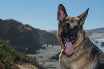 German Shepherd Dog sitting on rocks by the California Coast.