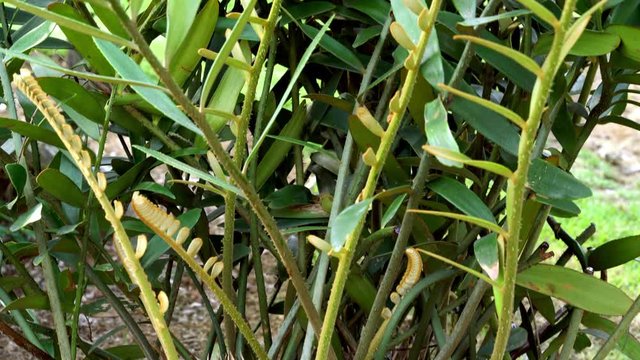 Green leaves pattern,leaf  Zamia furfuracea in the forest