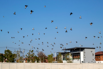 Problems of pigeons in the village