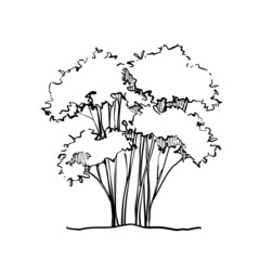 Obraz premium Sketching hand drawn tree Perennial bush ink style outline. 