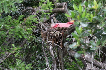 Obraz premium Local birds