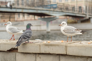 Seagulls and dove on the parapet of the city promenade in the autumn morning. 1.