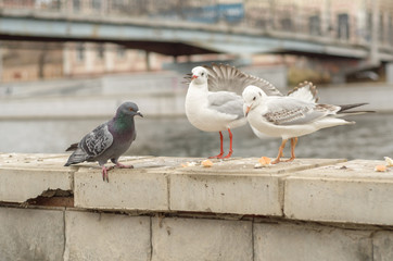 Seagulls and dove on the parapet of the city promenade in the autumn morning.