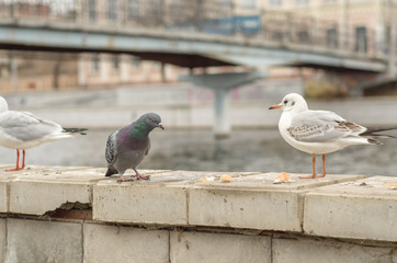 Seagulls and dove on the parapet of the city promenade in the autumn morning.2.