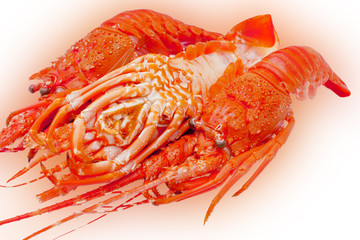 Langoustes 