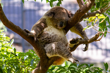  Koala snoozing in a tree