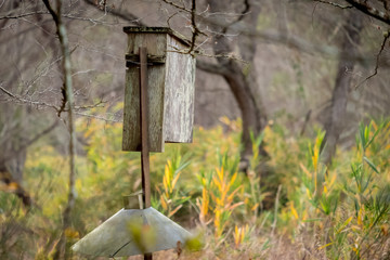 A scenic forest landscape with an old wood duck box in the foreground at Yates Mill County Park in Raleigh North Carolina.