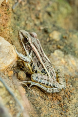 Close up view of a pickerel frog at Yates Mill County Park in Raleigh, North Carolina.